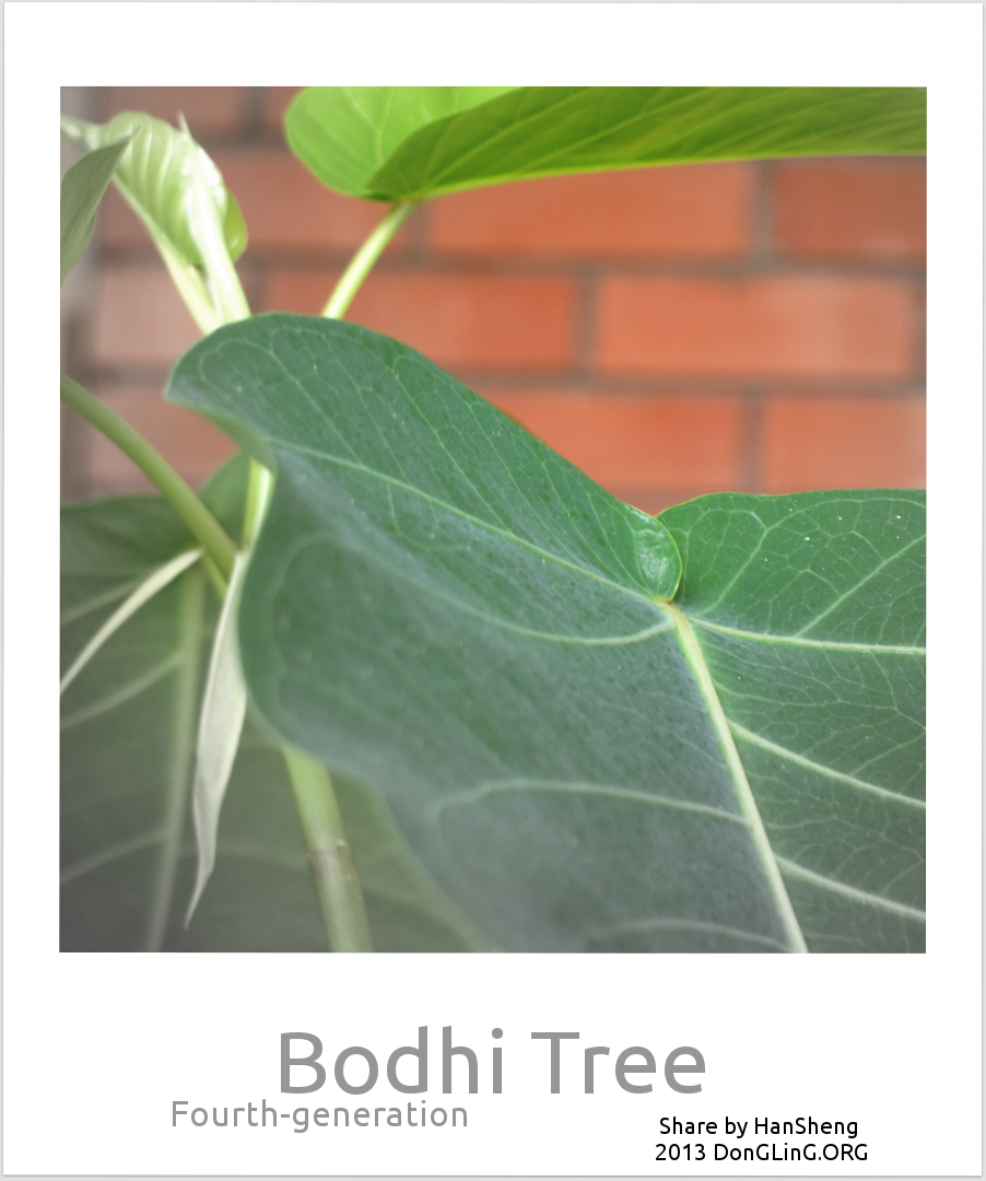 Bodhi Tree　菩提樹